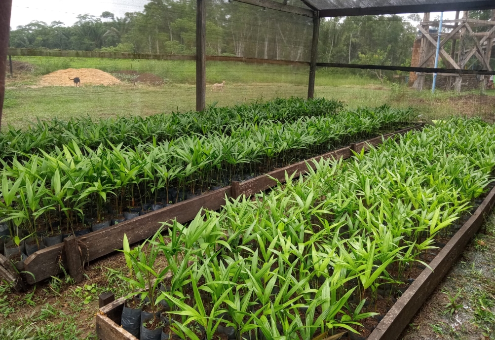 RAIZ NATIVA: Organização é contemplada no cadastro nacional de entidades ambientalistas