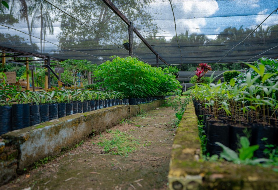 SUSTENTABILIDADE: Viveiro Municipal amplia doações e distribuição de mudas em 2025
