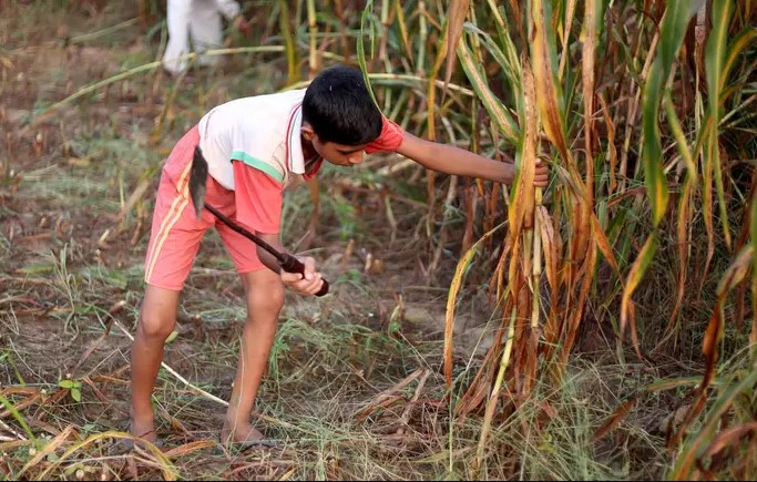 MENOR ÍNDICE: Brasil tem 586 mil menores exercendo as piores formas de trabalho infantil