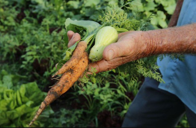 BENEFÍCIO: Desenrola Rural leva alívio para mais de 56 mil famílias agricultoras