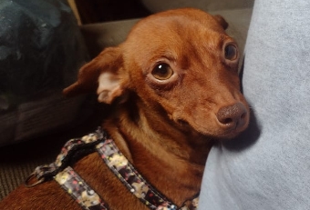 NINA: Pinscher desaparece nas proximidades do Teatro Banzeiros