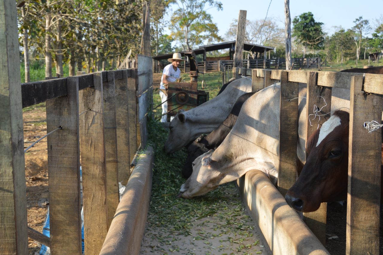 BOVINOCULTURA: Suplementação para bovinos é tema de palestra em São Domingos do Guaporé