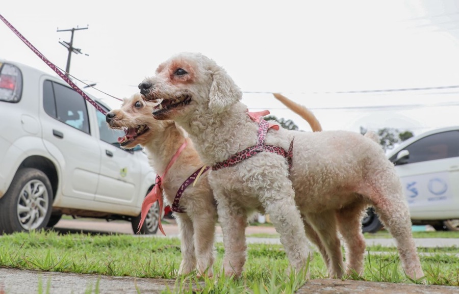 ESTIMAÇÃO: Castração de animais domésticos começa na próxima segunda (20)