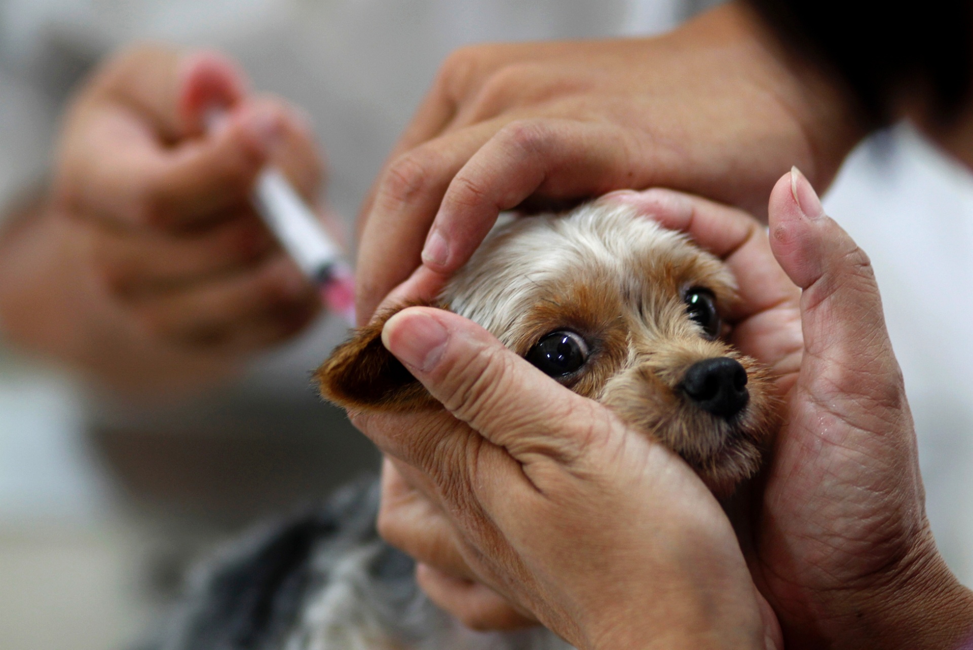 NA CAPITAL: Campanha de vacinação contra raiva para cães e gatos inicia nesta segunda (23)