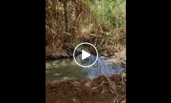 ESGOTO: Moradores do Bairro Novo fazem vídeo denunciando poluição em igarapé