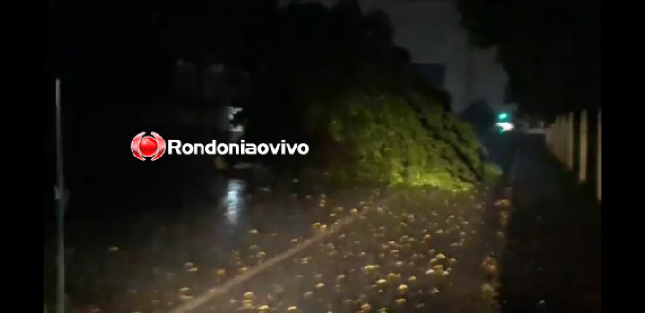 VÍDEO: Temporal causa estragos e deixa avenida interditada após queda de árvore