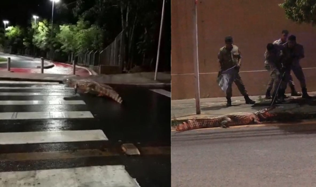 ROLEZINHO: Vídeo mostra jacaré atravessando rua na faixa de pedestre e atacando bombeiros