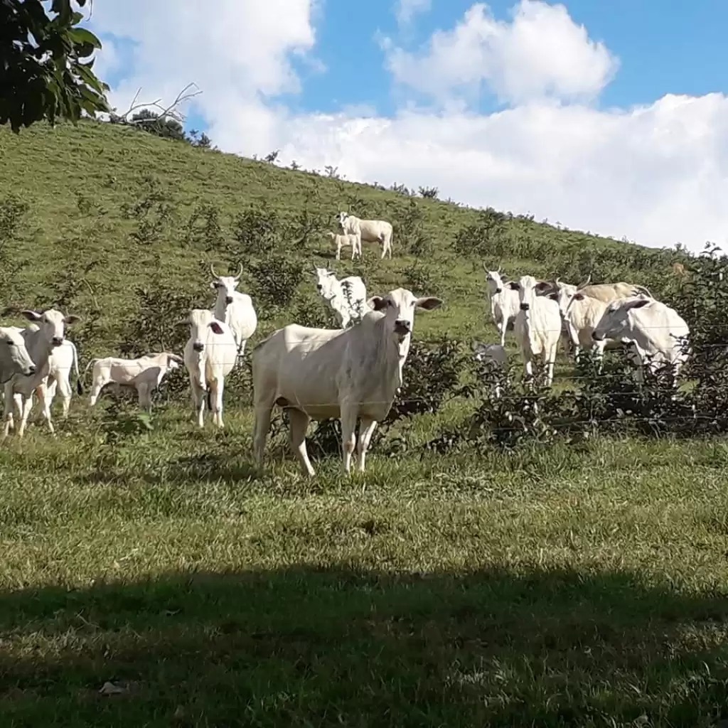 NOVA BRASILÂNDIA D'OESTE: Agropecuária impulsiona alta na economia em município 