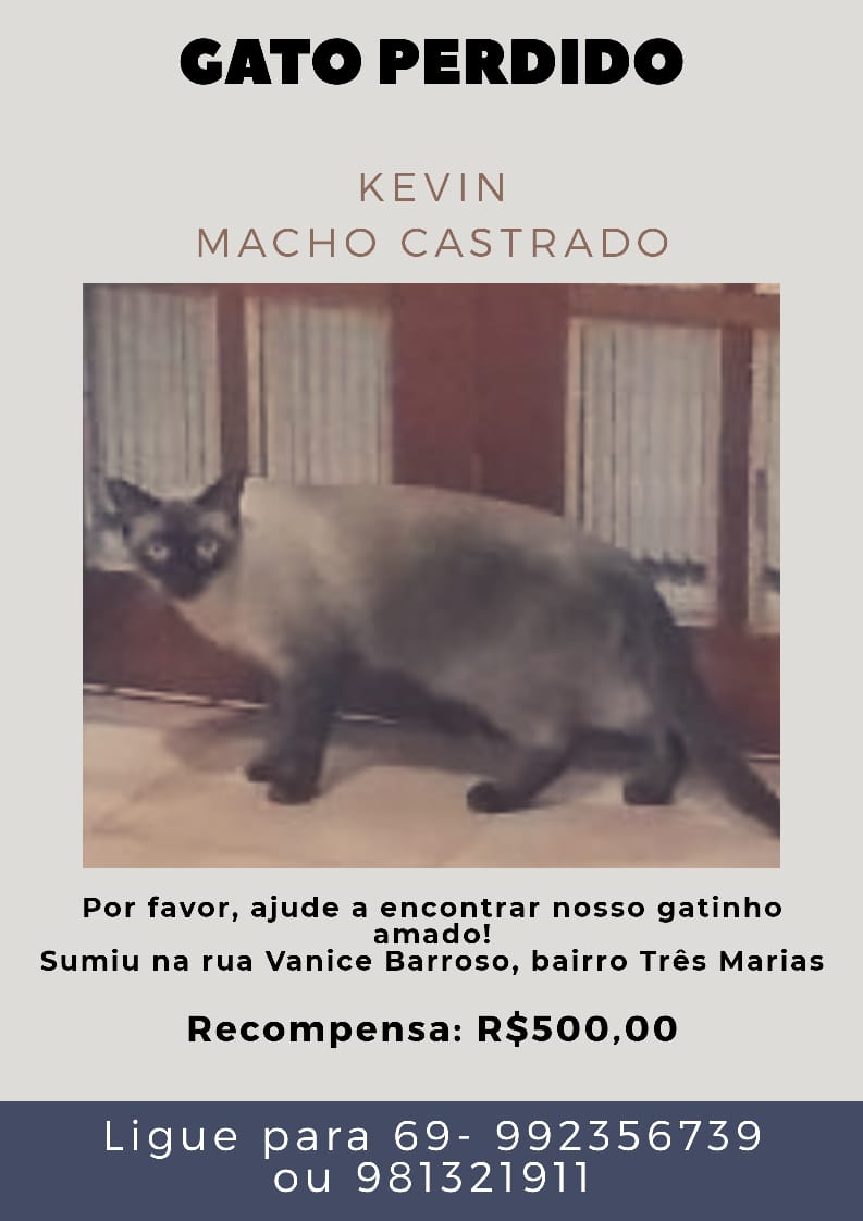 PROCURA-SE:  Família busca por felino desaparecido há um mês na capital