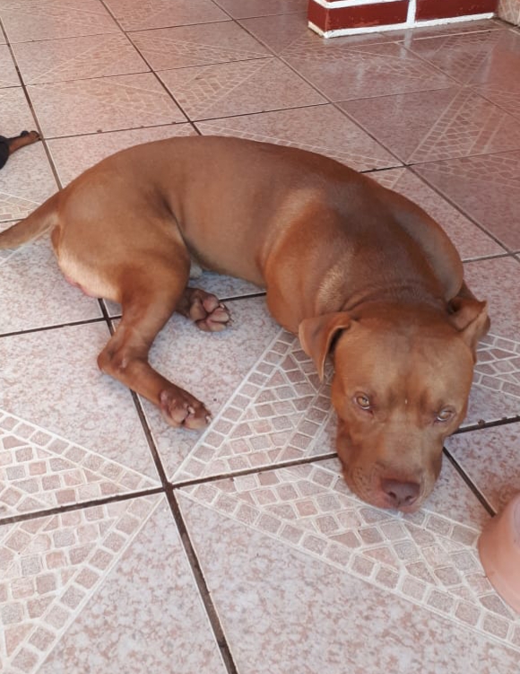 PROCURA-SE: Família pede ajuda para localizar cachorro que sumiu em Porto Velho