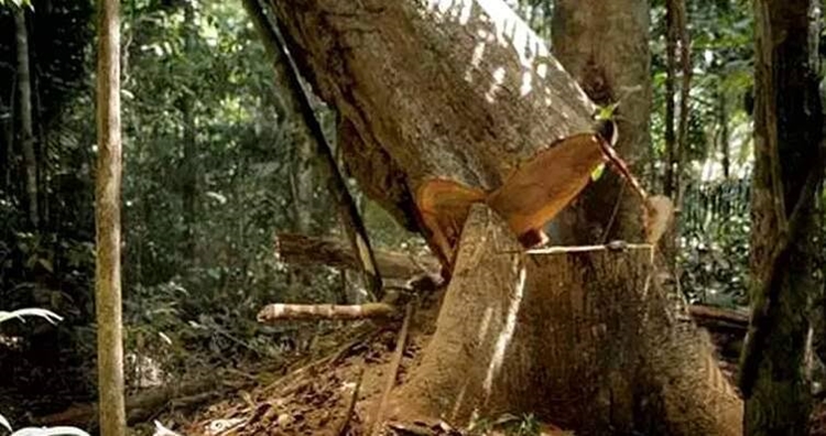 MAIS UM: Trabalhador morre esmagado quando derrubava árvores