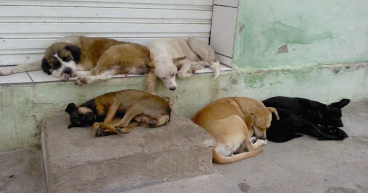 CONTROLE: Saiba diferenças entre leis e portaria para castração de animais de rua em PVH