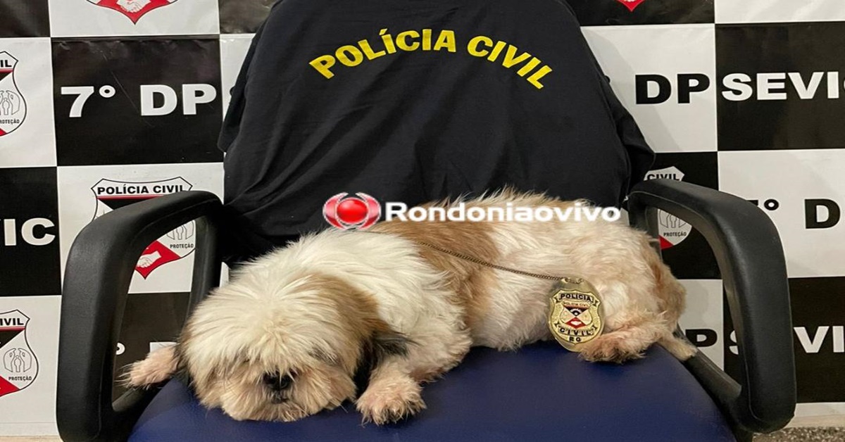 REENCONTRO: Sevic do 7° DP investiga e localiza Shih-tzu prenha que tinha sido furtada de casa