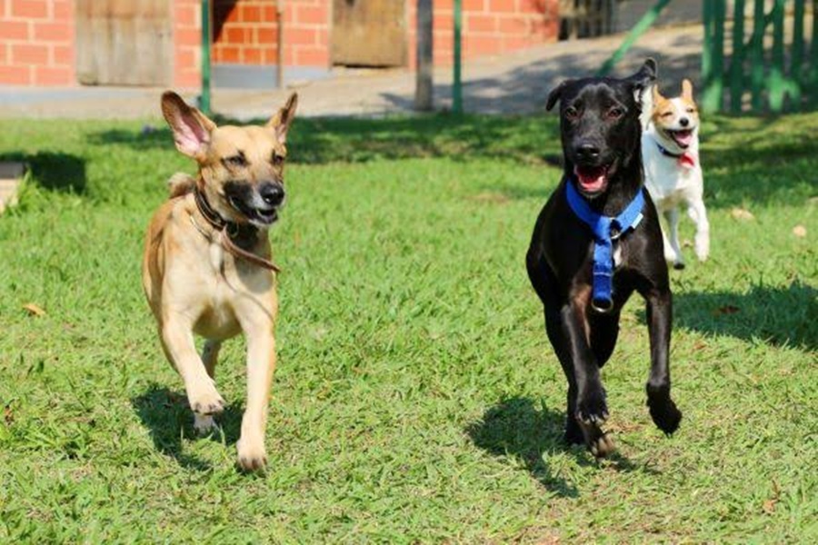 ESCAPOU: Homem solta cinco cachorros, coloca polícia para correr e foge para mata