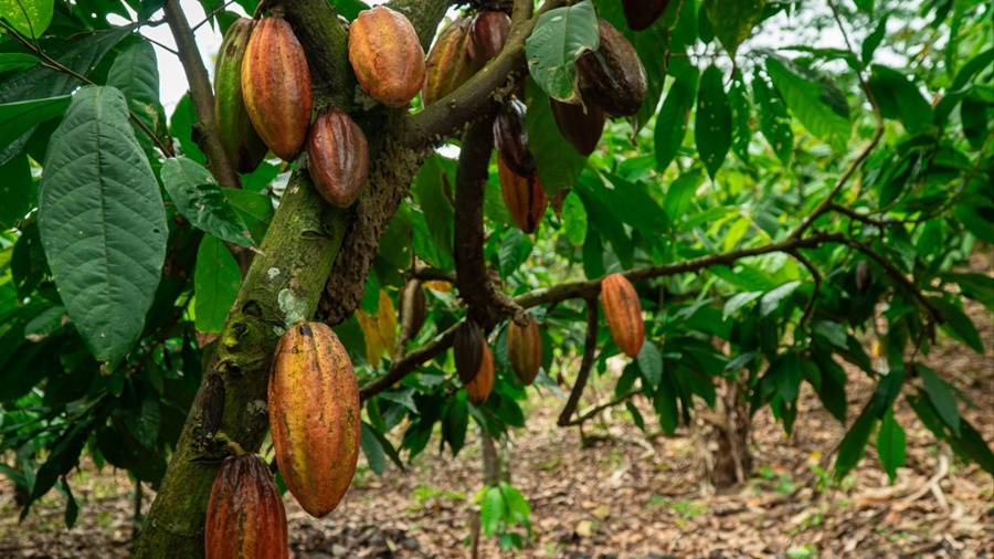 UNIÃO: População pode ajudar no controle de doenças em vegetais e animais