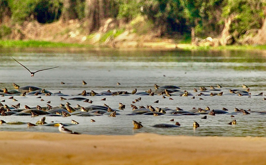 MEIO AMBIENTE: Raiz Nativa e Ecovale firmam cooperação sustentável em Rondônia