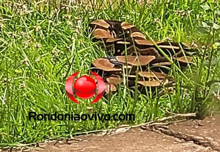 VÍDEO: Cobra jiboia assusta moradores do condomínio Orgulho do Madeira 