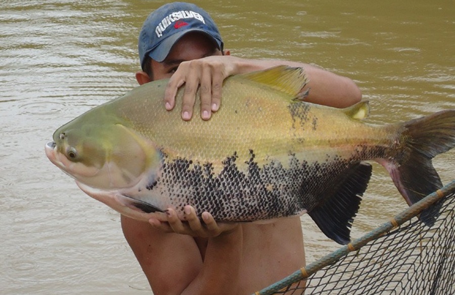 MERCADO: RO está em 3° lugar entre os produtores de peixes do país