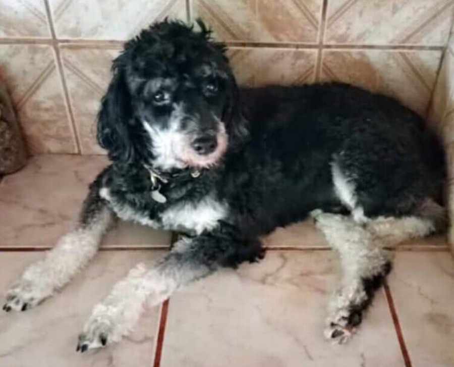 BORIS: Dono procura por cachorro que está desaparecido em Porto Velho