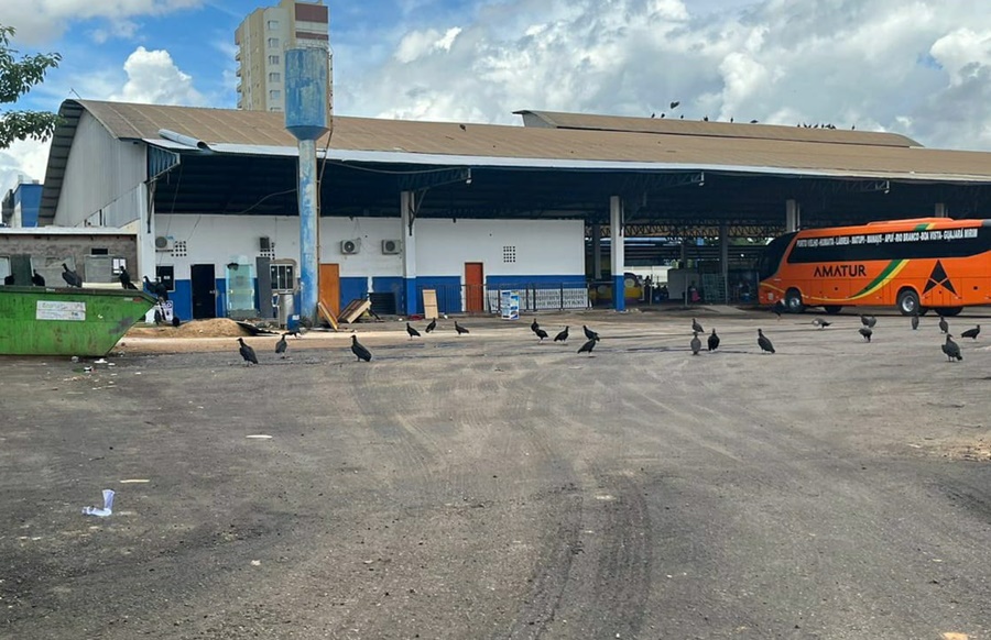 CARTÃO POSTAL: Dezenas de Urubus dão boas-vindas para quem chega em Porto Velho