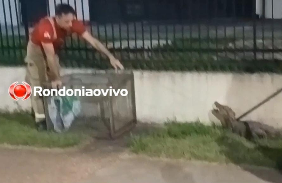 VÍDEO: Jacaré é encontrado próximo da rodoviária de Porto Velho