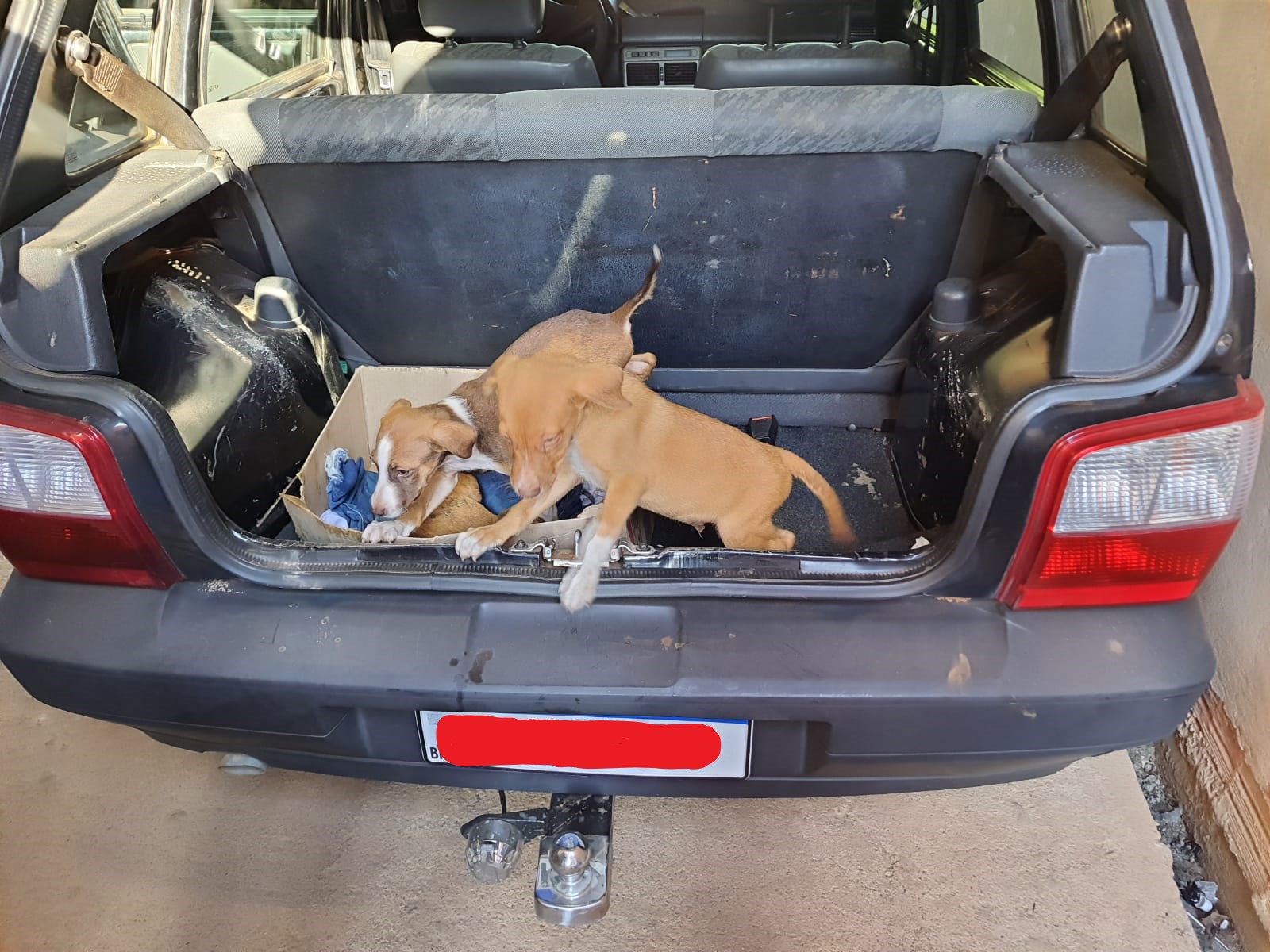 SOCORRO: Voluntários encontram cães atropelados e pedem ajuda para pagar dívida