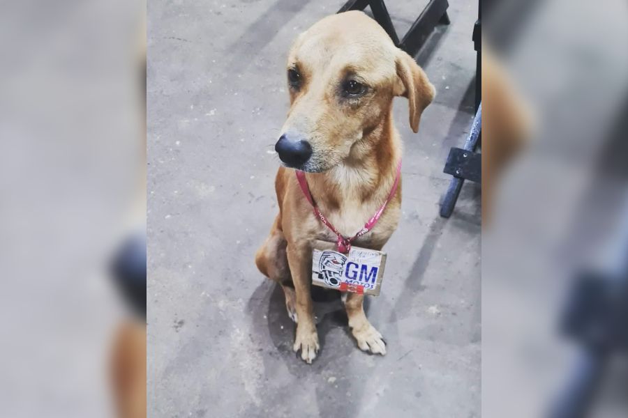 PRESENTES: Protetores Voluntários realizam rifa para Dia dos Pais e pagar contas