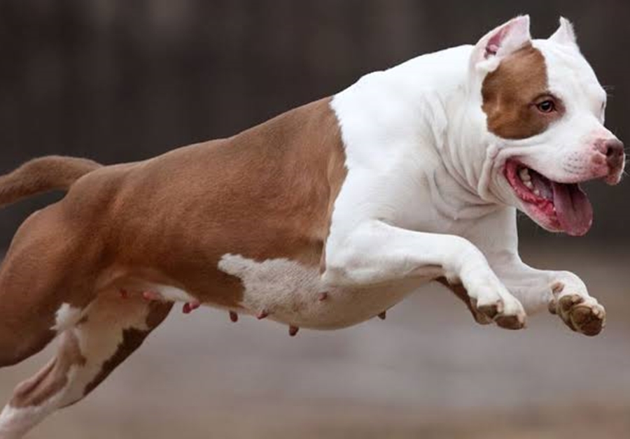 ROUBO FRUSTRADO: Comerciante solta cão Pitbull e coloca casal de ladrões para correr