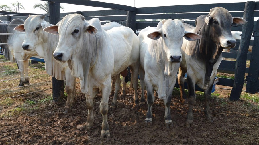 CHURRASQUINHO: Arroba do boi gordo custa menos de 200 reais em Rondônia