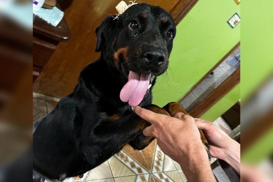 PET: Tutora busca por cachorra desaparecida em Porto Velho