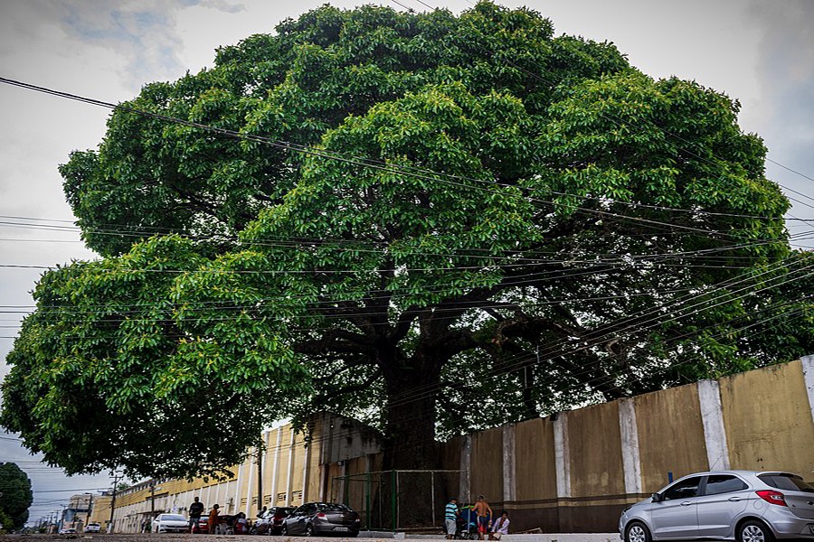 TURISMO: Conheça Castanheira histórica do Bairro Arigolândia em Porto Velho