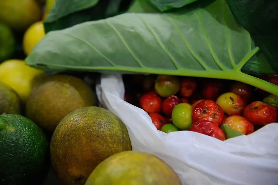 VENENOS: Projeto de Lei dos Agrotóxicos é sancionado com vetos pelo presidente