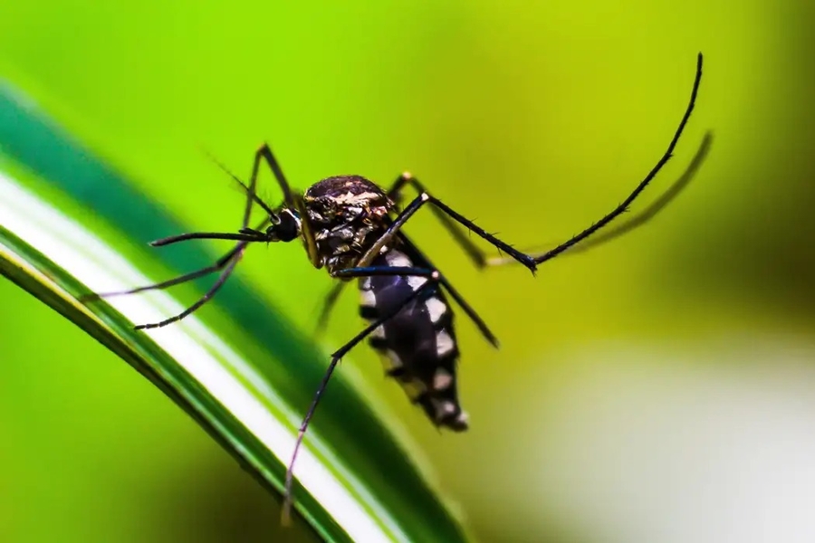DOENÇA: Brasil já registra quase 1 milhão de casos de dengue
