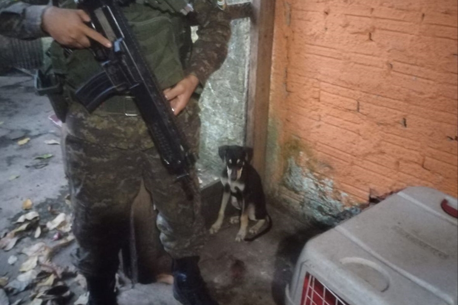 MAUS TRATOS: Polícia Ambiental resgata cachorro que vivia acorrentado passando fome 