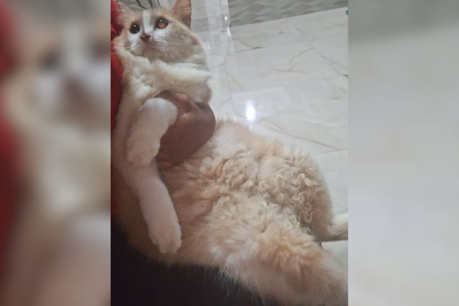 RECOMPENSA: Tutora busca por gato desaparecido em Porto Velho