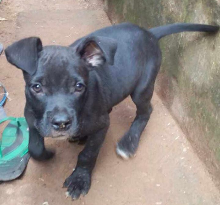 PROCURA-SE: Tutor busca por cão desaparecido em Porto Velho