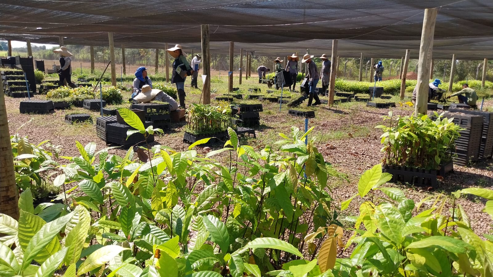 MEIO AMBIENTE: Rioterra inova em tecnologias sociais na Amazônia