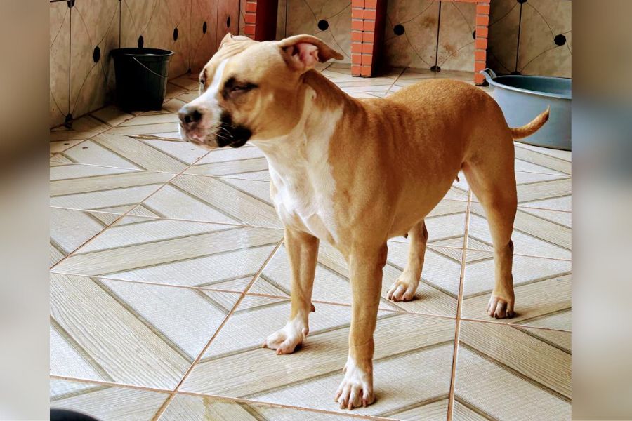 PROCURA-SE: Tutora busca por cadela desaparecida em Porto Velho