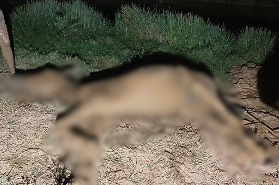 CRUELDADE: Cavalo atola na lama e dono abandona animal com fome