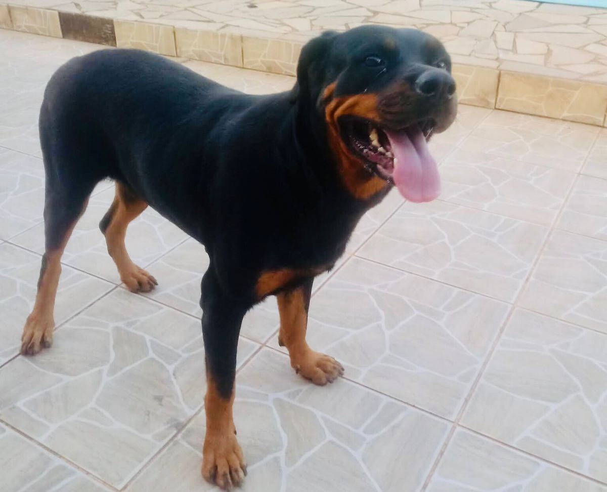 RECOMPENSA: Rottweiler desaparece na zona Leste de Porto Velho