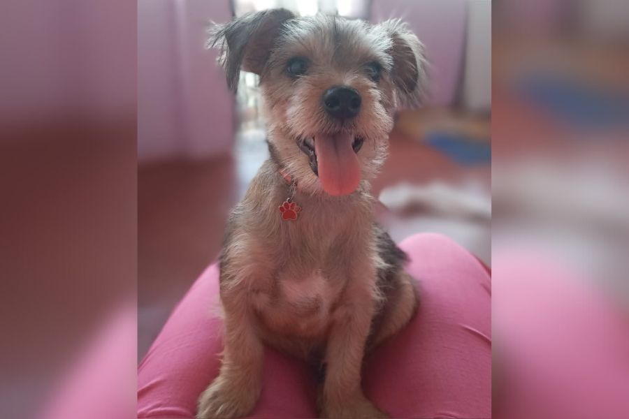 'WOODY': Tutora busca por cachorro perdido em Porto Velho