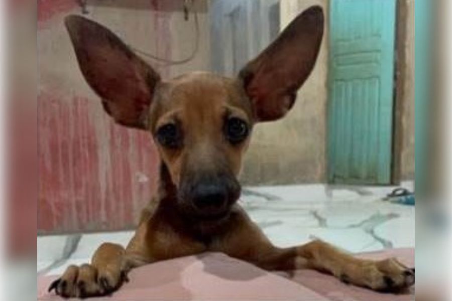 RECOMPENSA: Cachorro da raça Pinscher desaparece na zona Leste de Porto Velho