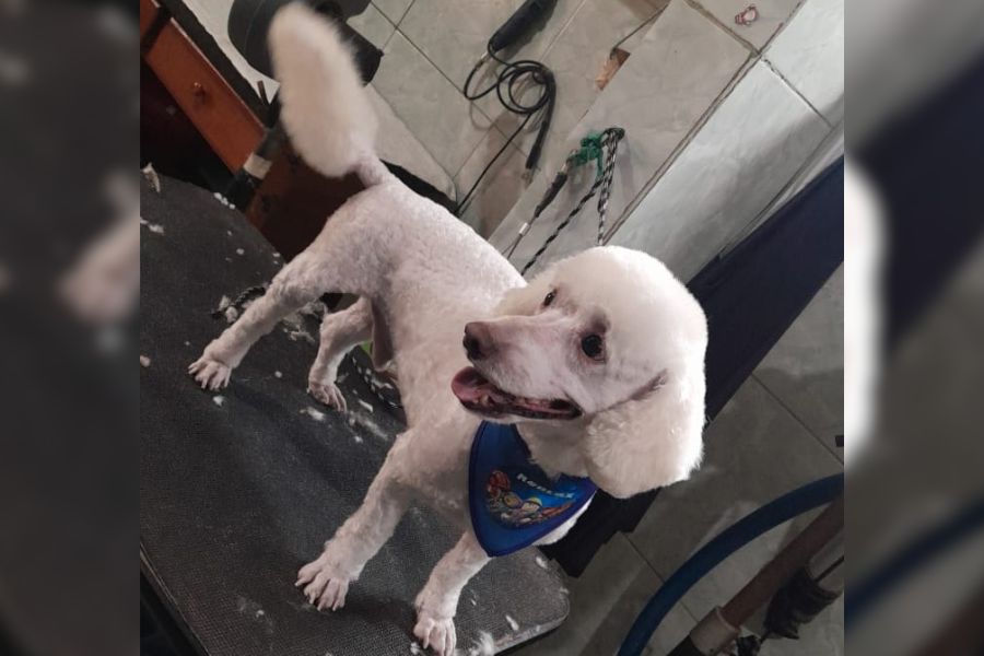 PROCURA-SE: Família busca por cachorro desaparecido no bairro Aponiã 