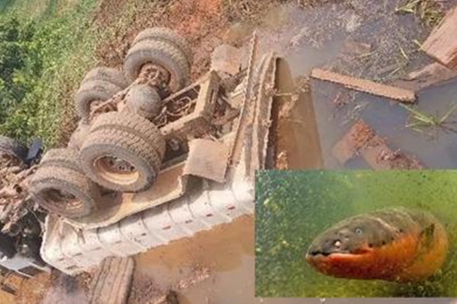 PEIXE ELÉTRICO: Caminhão cai em rio após desabamento de ponte; motorista leva choque