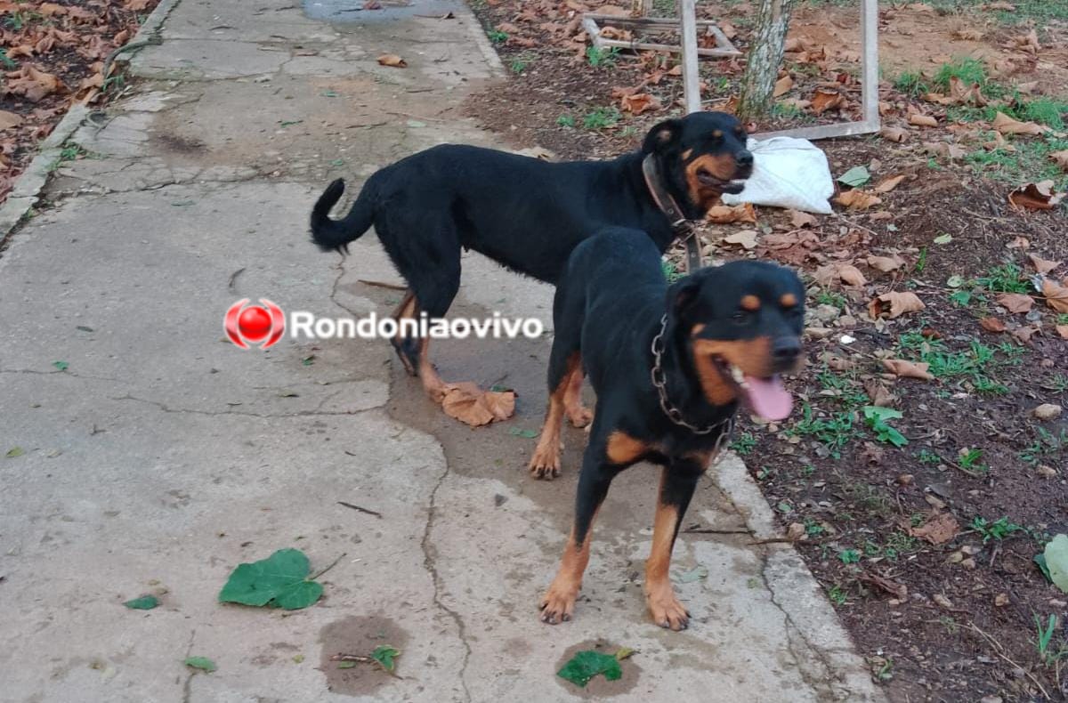 THOR E JADE: Cães da raça Rottweiler desaparecem de casa na zona Sul; paga-se recompensa 