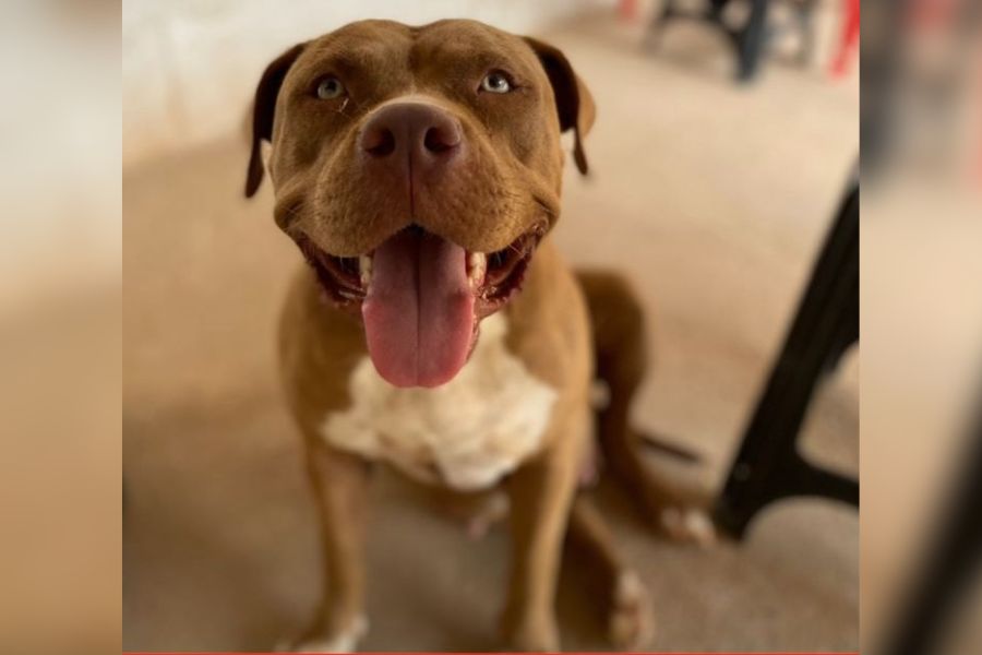 KIARA:  Pitbull desaparecida em Porto Velho 