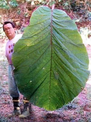 É DAQUI: A maior folha de árvore do mundo foi encontrada na Amazônia