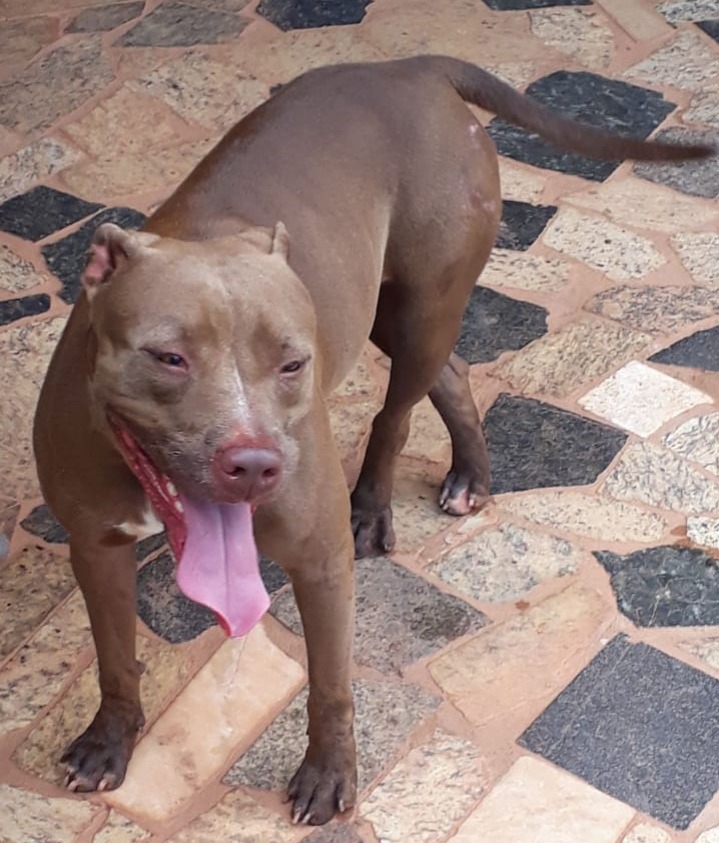 PODE AJUDAR?: Família procura por pit bulls desaparecidas no bairro Igarapé em Porto Velho