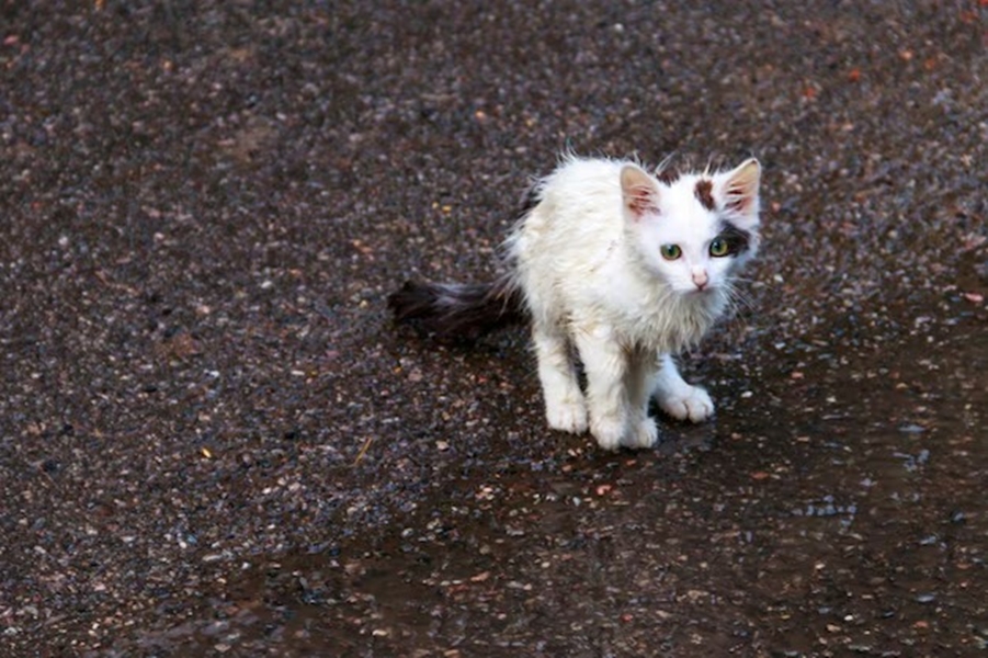 AMAZONAS: Mulher é presa após queimar gatos vivos em Manaus