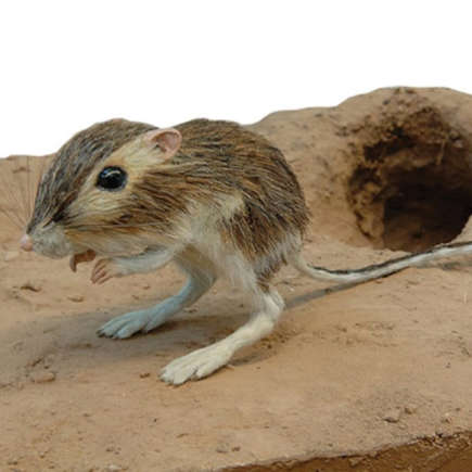 RATO DO DESERTO: Esse animal consegue passar a vida inteira sem beber água 